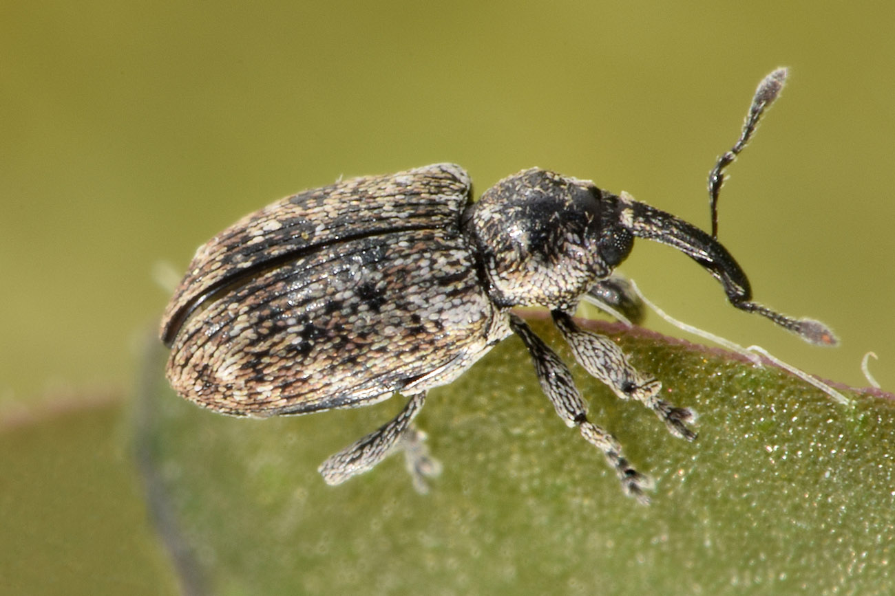 Curculionidae: Smicronyx sp.?  S, Smicronyx jungermanniae